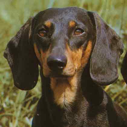 Voici ma chienne !!
