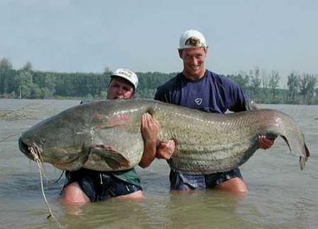 Qu'il est beau ce poisson !!! Je me demande si j'en ai pas vu un !! lol !!