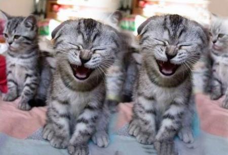 Alors pourquoi vous pleurez mes petits minou !! tou chou !!