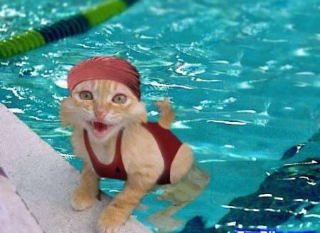 J'adore ce chat qui fait de la piscine
