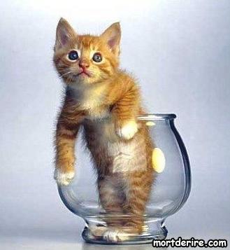 Qui est mignon !! lol !!