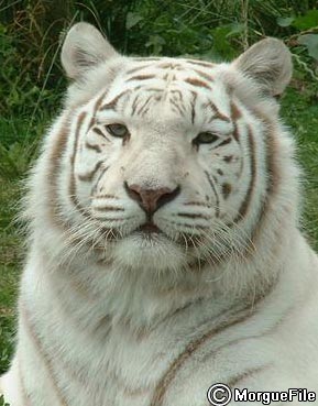 sa c'est LILOU