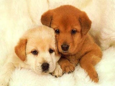 Qu'ils sont choux eux deux !! 