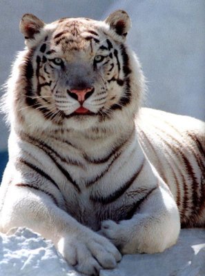 J'adore les tigres !!! 