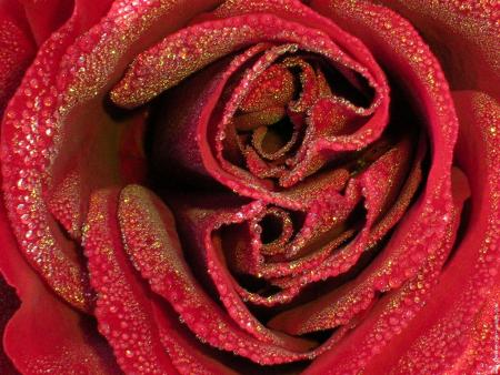 une belle rose