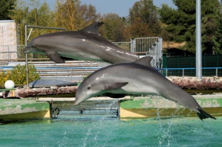 j'adord les dauphins